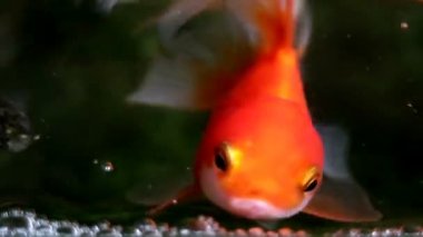 Yumuşak odaklı güzel ve şirin goldfishes yüzmek