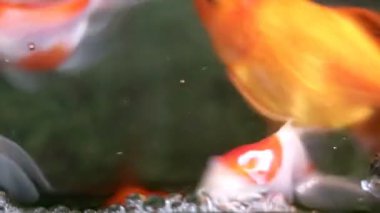 Yumuşak odaklı güzel ve şirin goldfishes yüzmek
