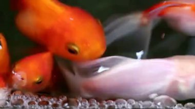 Yumuşak odaklı güzel ve şirin goldfishes yüzmek