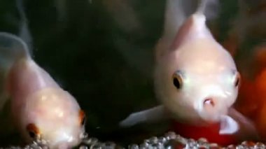 Yumuşak odaklı güzel ve şirin goldfishes yüzmek