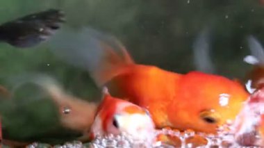 Yumuşak odaklı güzel ve şirin goldfishes yüzmek