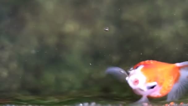 Mjuk Fokuserad Vacker Och Söt Goldfishes Simma — Stockvideo