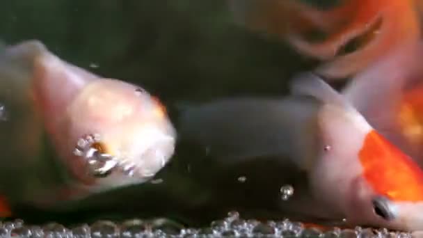 Soft Focado Bonito Bonito Goldfishes Nadar — Vídeo de Stock