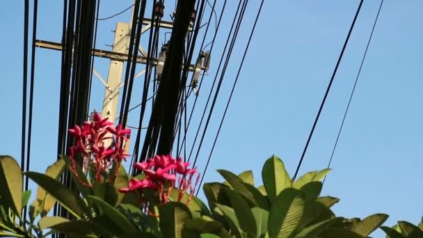 自然技術 プルメリアの花の木と電柱に電力線とは対照的します — ストック動画