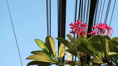 Doğa ve teknoloji, Plumeria çiçekli ağaç ve elektrik hatları
