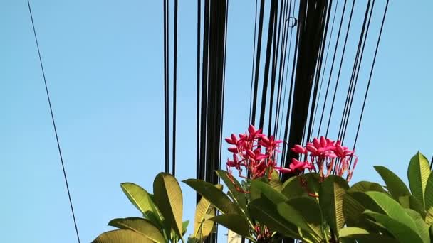 Nature Technology Plumeria Flowering Tree Electrical Power Lines — Stock Video