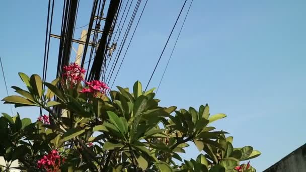 Contraste Entre Naturaleza Tecnología Árbol Flores Plumeria Las Líneas Energía — Vídeos de Stock