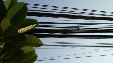 Doğa ve teknoloji, Plumeria ağaç yaprakları ve elektrik hatları arasında kontrast