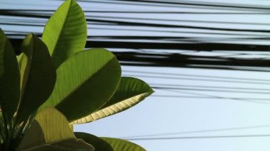Doğa ve teknoloji, Plumeria ağaç yaprakları ve elektrik hatları arasında kontrast
