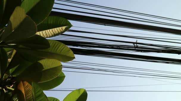 Contrast Nature Technology Plumeria Tree Leaves Electrical Power Lines — Stock Video