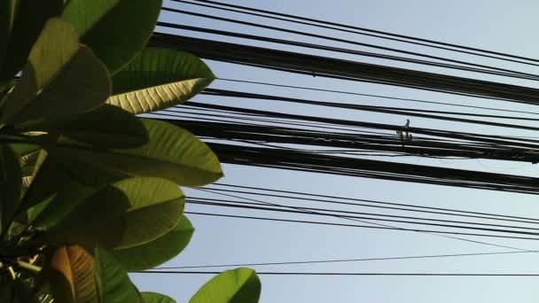 Kontrast Mellan Natur Och Teknik Plumeria Träd Blad Och Elektriska — Stockvideo