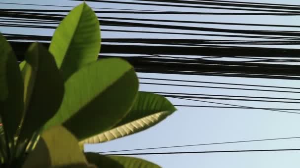 Contraste Entre Naturaleza Tecnología Hojas Árbol Plumeria Líneas Eléctricas — Vídeos de Stock