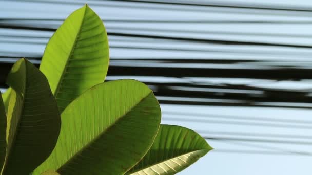 Contraste Entre Naturaleza Tecnología Hojas Árbol Plumeria Líneas Eléctricas — Vídeos de Stock