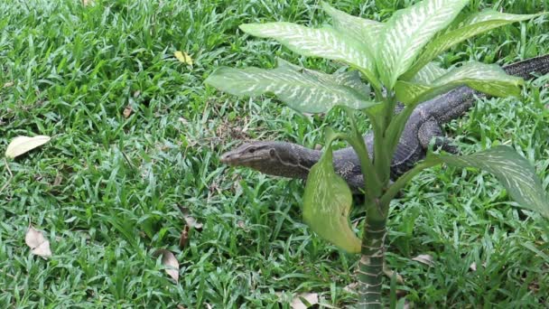 Asian Water Monitor Lizard Varanus Salvator Hunting Prey Large Dumb — Stockvideo