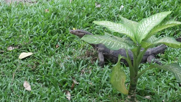 Asian Water Monitor Lizard Varanus Salvator Hunting Prey Large Dumb — Stockvideo