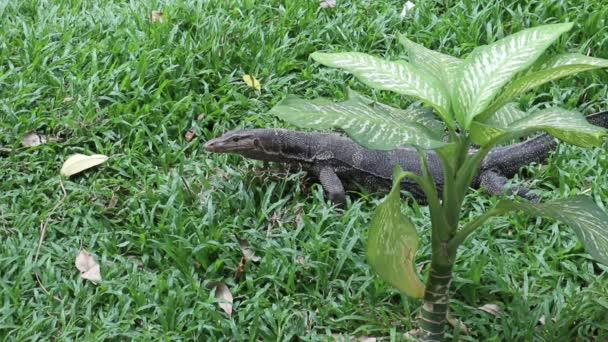 Lagarto Monitor Agua Asiática Varanus Salvador Presa Caza Detrás Gran — Vídeos de Stock