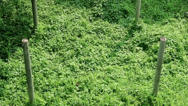 Invasión Naturaleza Columnas Estructurales Hormigón Abandonado Vid Silvestre Cubierta Asentamiento — Vídeos de Stock