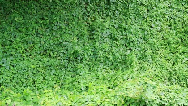 生い茂った野ブドウ 外来種は完全に周囲の建物の壁をカバーします — ストック動画