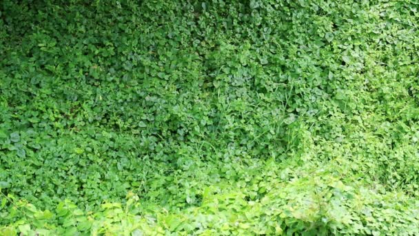 生い茂った野ブドウ 外来種は完全に周囲の建物の壁をカバーします — ストック動画