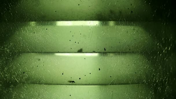 Μαλακό Επικεντρώθηκε Πράσινο Γυαλί Crackled Φως Λαμπτήρα Και Φέρουν Μυρμήγκι — Αρχείο Βίντεο