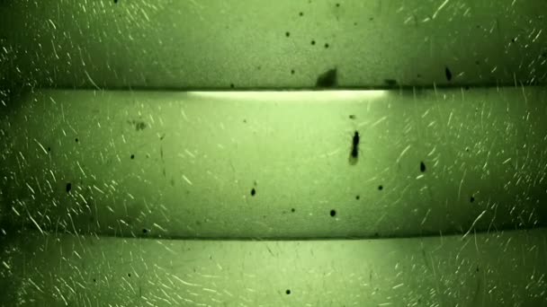 Bulanık Yeşil Crackled Cam Lamba Işık Uçan Karıncalar — Stok video