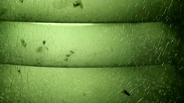 Luz Lâmpada Vidro Crepitada Verde Focada Macia Formiga Voadora — Vídeo de Stock