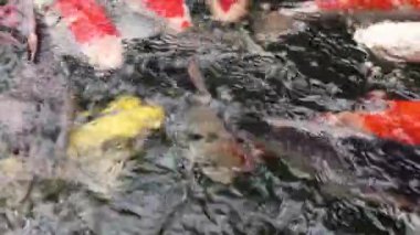 Çeşitli renkli süs Koi sazan balıkları, Cyprinus carpio, hızlı akan su havuzda yüzmek