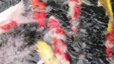 Çeşitli renkli süs Koi sazan balıkları, Cyprinus carpio, hızlı akan su havuzda yüzmek