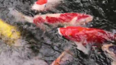 Çeşitli renkli süs Koi sazan balıkları, Cyprinus carpio, hızlı akan su havuzda yüzmek