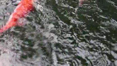 Çeşitli renkli süs Koi sazan balıkları, Cyprinus carpio, hızlı akan su havuzda yüzmek