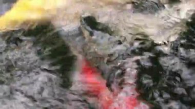 Çeşitli renkli süs Koi sazan balıkları, Cyprinus carpio, hızlı akan su havuzda yüzmek