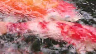 Çeşitli renkli süs Koi sazan balıkları, Cyprinus carpio, hızlı akan su havuzda yüzmek