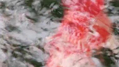 Çeşitli renkli süs Koi sazan balıkları, Cyprinus carpio, hızlı akan su havuzda yüzmek