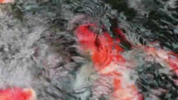 丰富多彩的观赏锦鲤鲤鱼鱼 在快速流动的水池游泳 — 图库视频影像