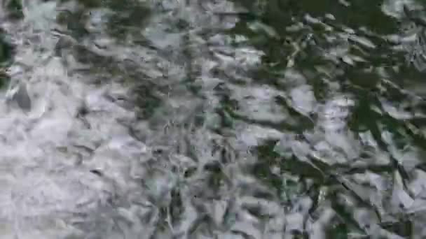 Vielzahl Farbenfroher Zierkoi Karpfenfische Cyprinus Carpio Schwimmen Schnell Fließenden Teich — Stockvideo