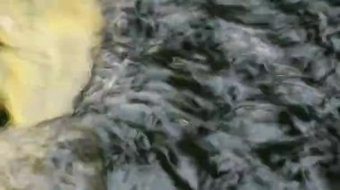 Çeşitli renkli süs Koi sazan balıkları, Cyprinus carpio, hızlı akan su havuzda yüzmek
