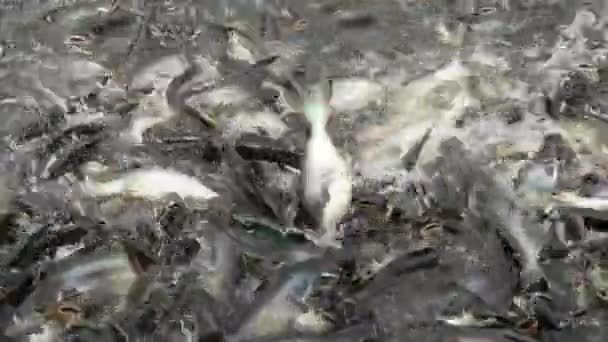 Alimentando Peixe Gato Tubarão Agressivo Tubarão Iridescente Hipoftalmo Pangasianodon — Vídeo de Stock