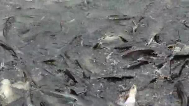 Voederen Van Agressieve Haai Catfish Iriserende Shark Pangasianodon Hypophthalmus — Stockvideo