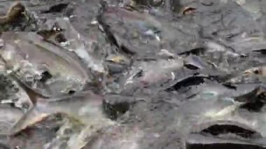 Saldırgan köpek balığı yayın balığı, yanardöner köpekbalığı, Pangasianodon hypophthalmus besleme