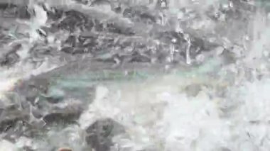 Saldırgan köpek balığı yayın balığı, yanardöner köpekbalığı, Pangasianodon hypophthalmus besleme