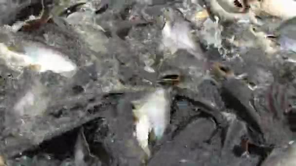 Nourrir des poissons-chats agressifs, requin irisé, Pangasianodon hypophthalmus 