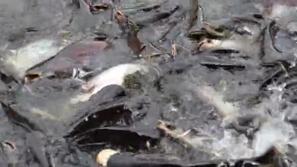 Nourrir des poissons-chats agressifs, requin irisé, Pangasianodon hypophthalmus 