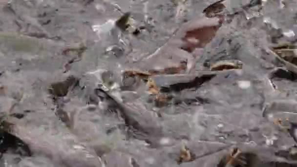 Nourrir des poissons-chats agressifs, requin irisé, Pangasianodon hypophthalmus 