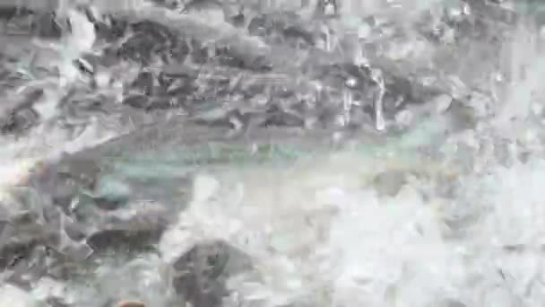 Nourrir des poissons-chats agressifs, requin irisé, Pangasianodon hypophthalmus 