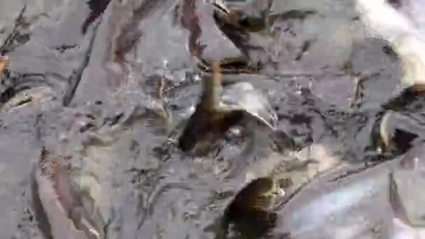 Voederen Van Agressieve Haai Catfish Iriserende Shark Pangasianodon Hypophthalmus — Stockvideo