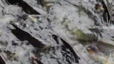 Saldırgan köpek balığı yayın balığı, yanardöner köpekbalığı, Pangasianodon hypophthalmus, arama ve gıda için bekleyen büyük miktarı