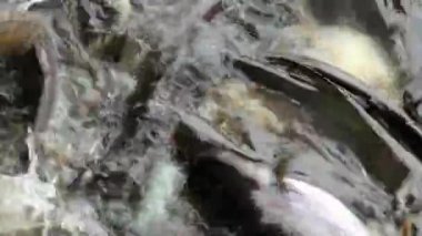 Saldırgan köpek balığı yayın balığı, yanardöner köpekbalığı, Pangasianodon hypophthalmus, arama ve gıda için bekleyen büyük miktarı