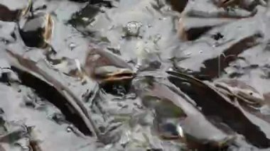 Saldırgan köpek balığı yayın balığı, yanardöner köpekbalığı, Pangasianodon hypophthalmus, arama ve gıda için bekleyen büyük miktarı