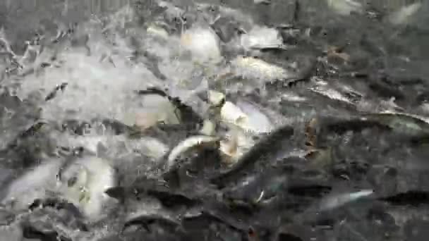 Enorme Hoeveelheid Agressieve Haai Catfish Iriserende Shark Pangasianodon Hypophthalmus Zoeken — Stockvideo