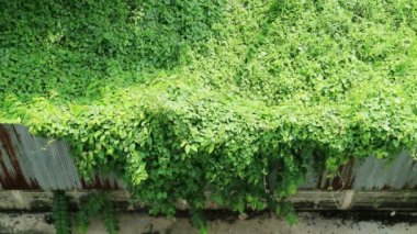 Doğa'nın işgali. Aşırı büyümüş vahşi asma paslı oluklu metal çit kapısı.